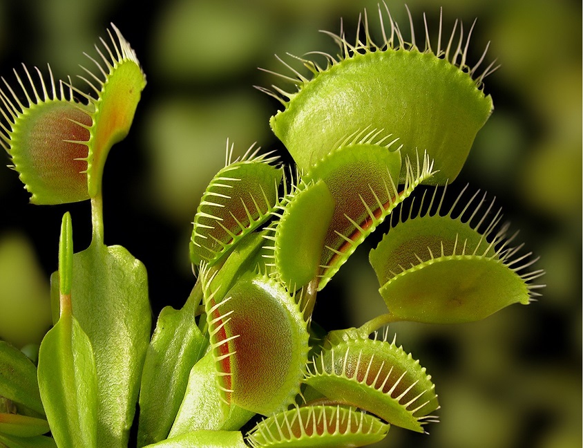 Carnivorous Plants - Venus Flytrap
