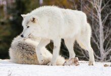 Scientists say they have resurrected the dire wolf