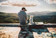 Left Behind, Again: The UAE’s Pet Abandonment Crisis and the Summer That Could Make It Worse 
