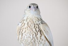 More Valuable Than a Supercar: The US-Bred White Falcon That Just Fetched AED 2.1 Million