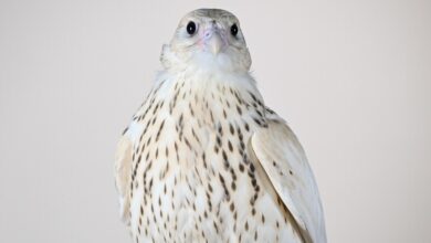 More Valuable Than a Supercar: The US-Bred White Falcon That Just Fetched AED 2.1 Million